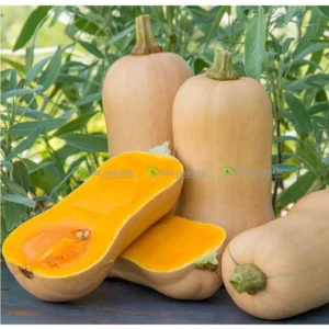 [Hạt giống Mỹ] Gói 10 Hạt giống Mỹ Bí bơ Butternut dễ trồng ngon nhất trong các loại bí