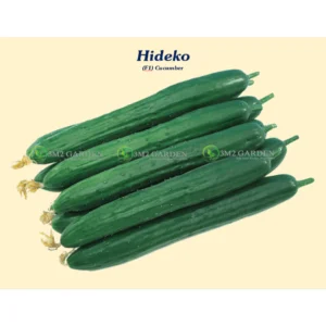 [HG Đài Loan] Dưa leo nhật Hideko Gói 15 hạt giống dưa chuột tự thụ giòn ngon