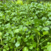 [Hạt giống Mỹ] Cải xoong cạn Upland Cress Gói 1000 Hạt giống cải hương vị thơm ngon thu nhiều lần